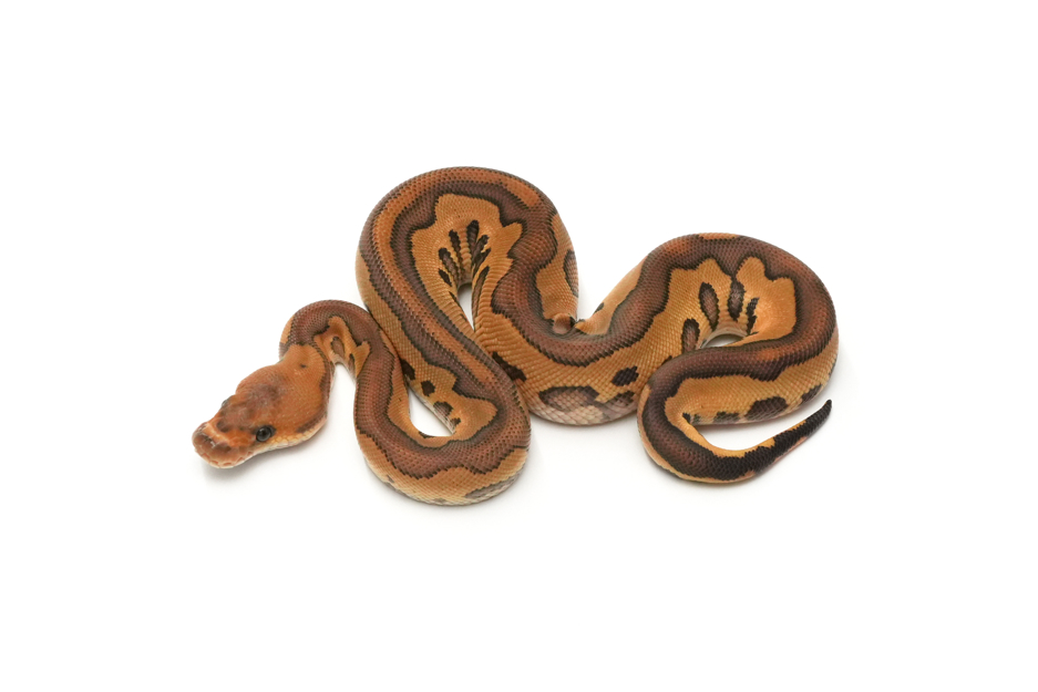 Redstripe Leopard Mojave Clown DH VPI Axanthic DG