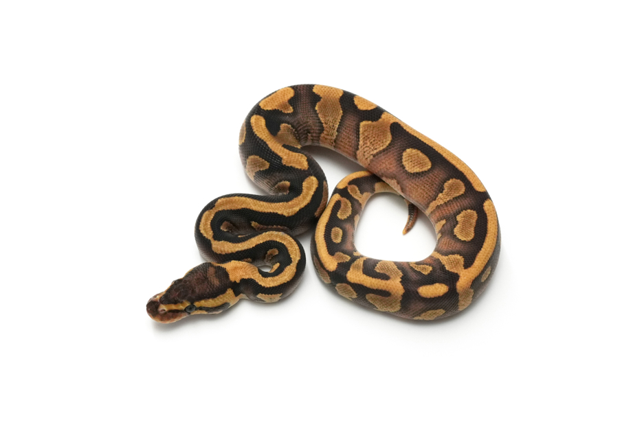 Copper Enchi YB QH VPI Axanthic DG Clown Pied