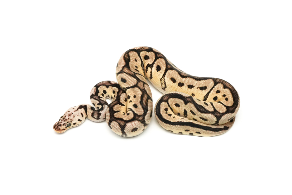 Pastel Spotnose Clown DH DG VPI Axanthic