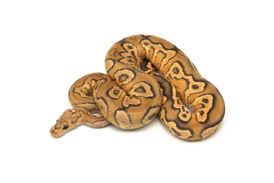 Black Pastel Fire YB Redstripe Clown Het DG