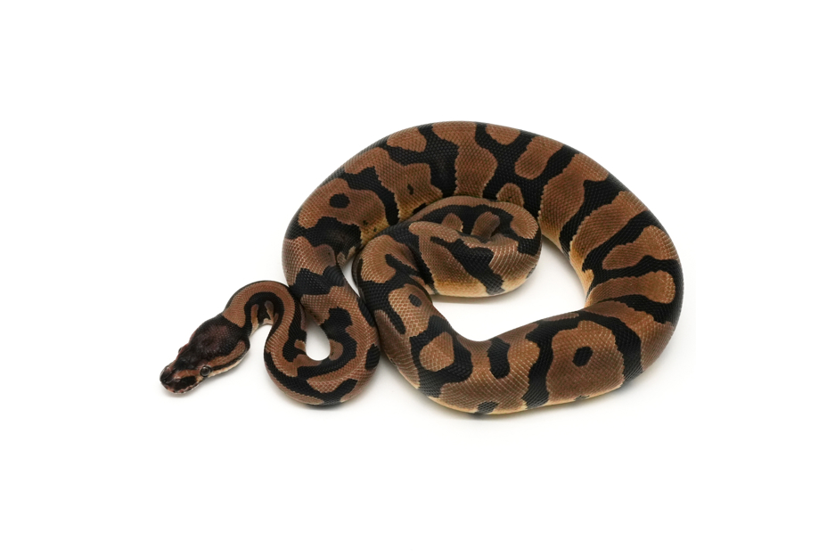 Acid TH DG VPI Axanthic Clown