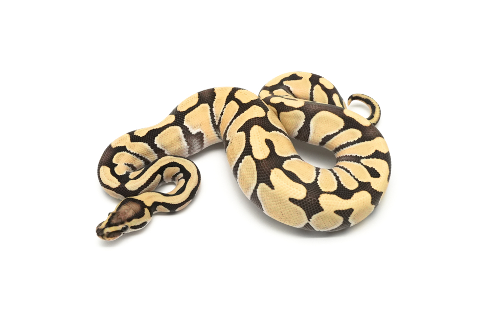 Enchi DG TH Hypo VPI Axanthic Clown Pos Redhead