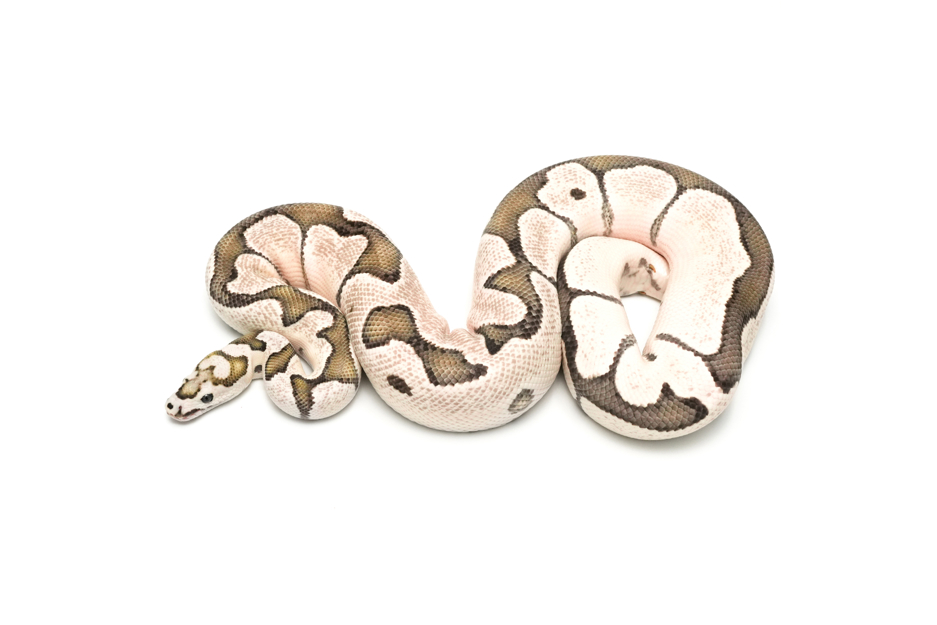 VPI Axanthic DG Clown (PB)