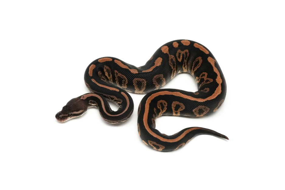Black Pastel Acid DH DG Clown