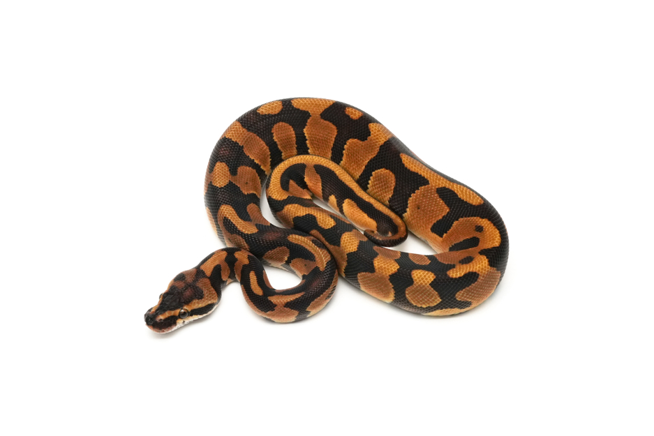 Acid Redhead Enchi DH DG Clown