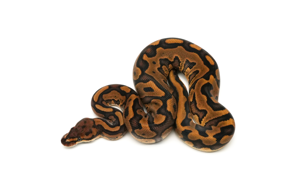 Leopard Redstripe TH Hypo DG Clown