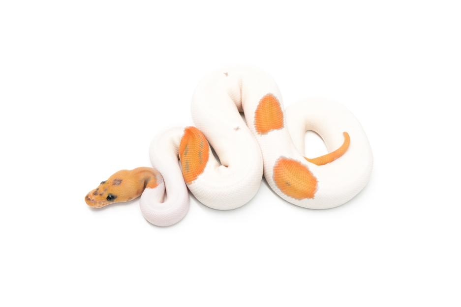 Leopard Hypo Clown Pied Het DG