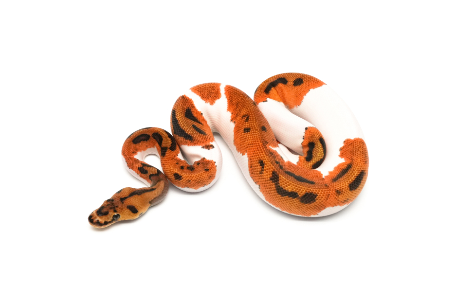 Leopard YB Clown Pied Het DG