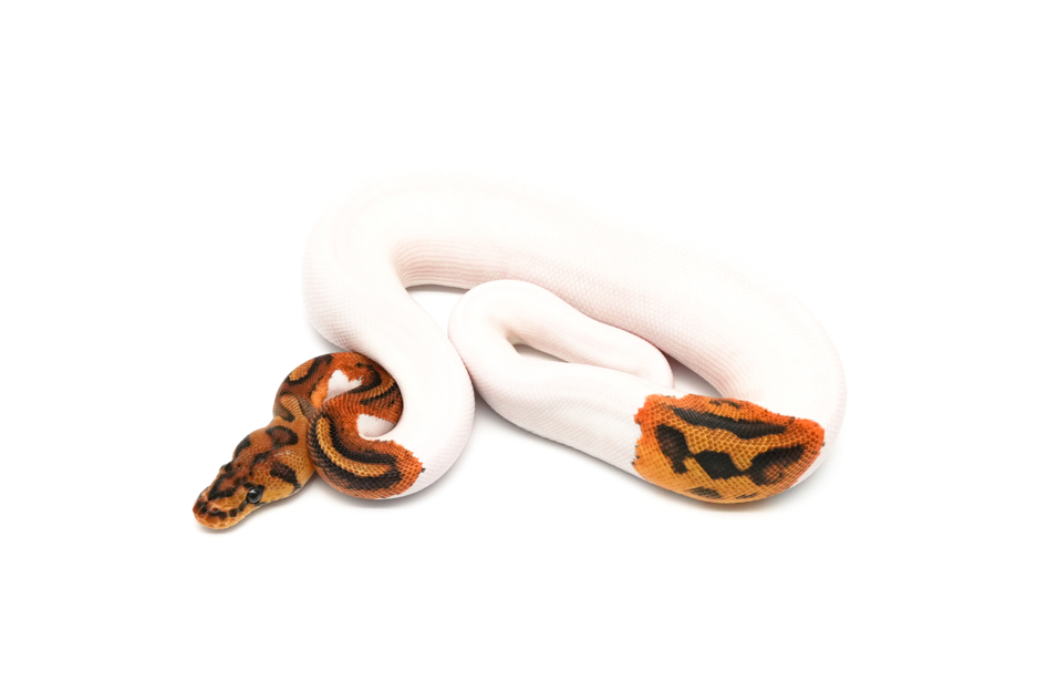 Leopard YB Clown Pied Het DG