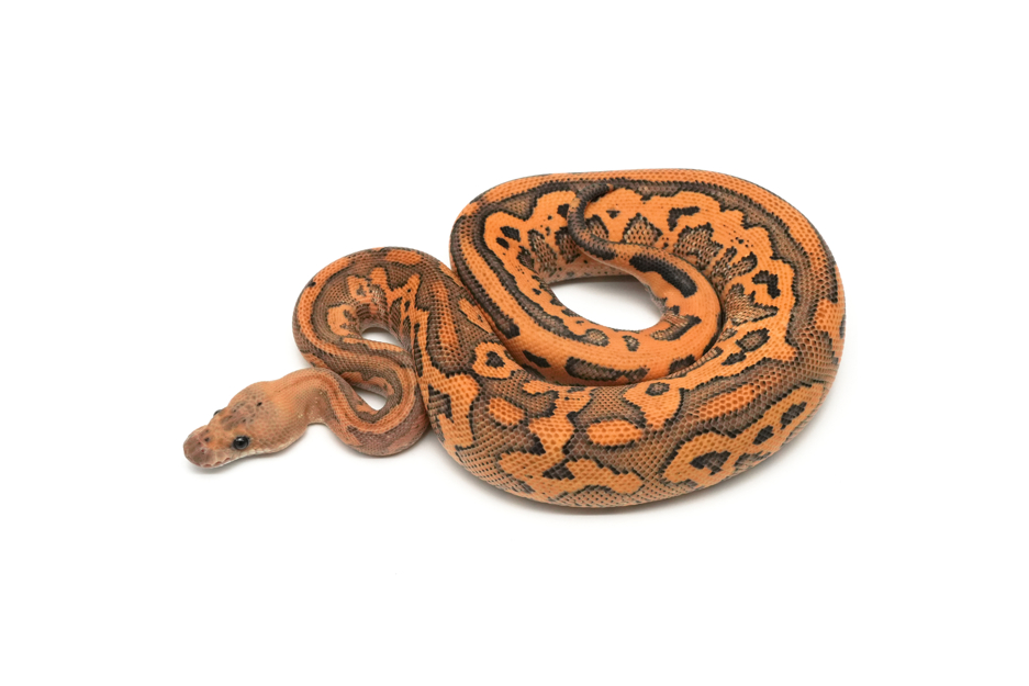 Leopard Black Pastel Redstripe Copper YB DG Clown