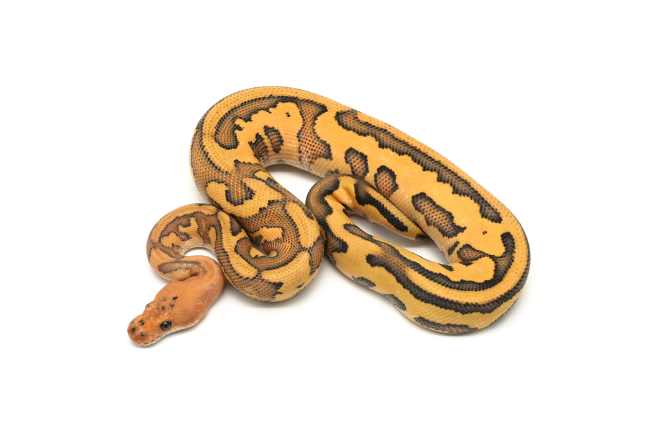 Leopard Redstripe Copper DG Clown