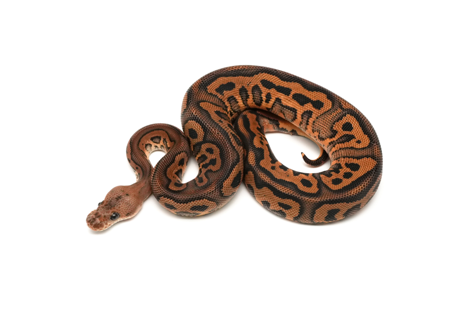 Leopard Black Pastel YB Clown Het DG