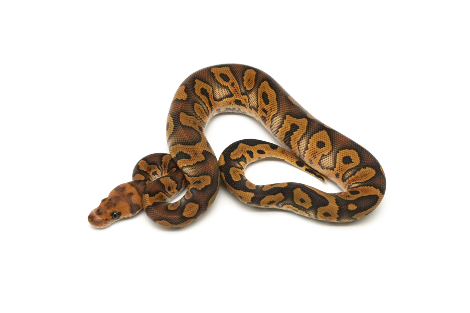 Acid Mojave Clown Het DG