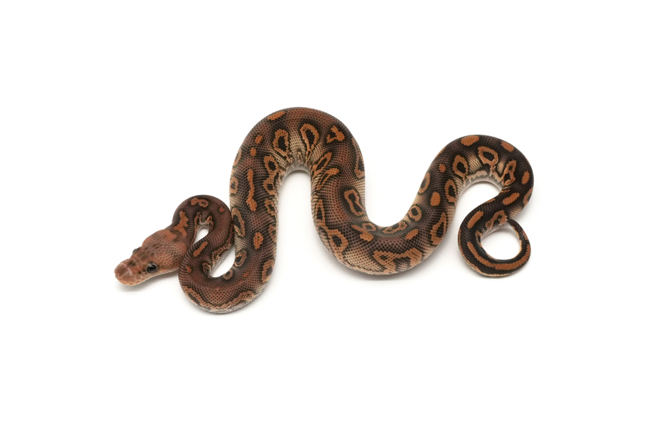 Acid Blackpastel Mojave Clown Het DG
