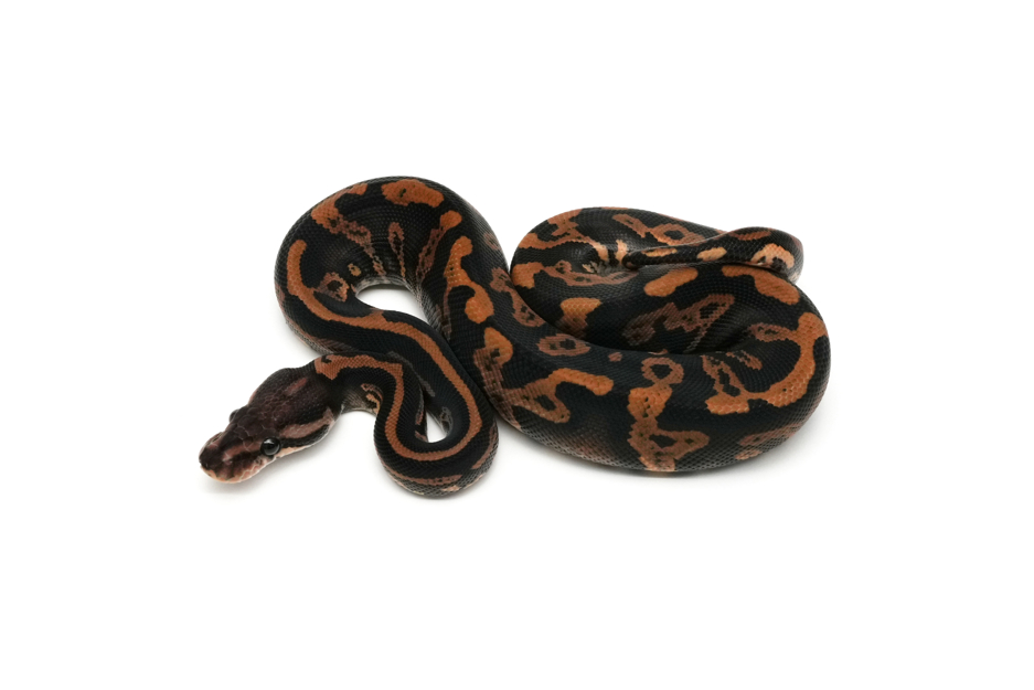 Black Pastel Acid YB DH DG Clown 66% Het Pied