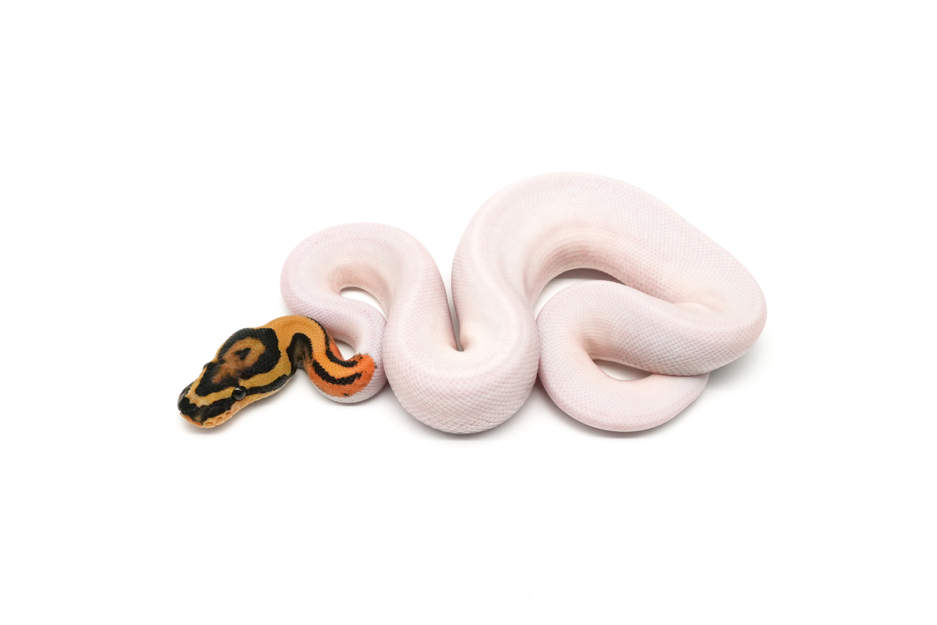 Acid YB DG Pied Het Clown
