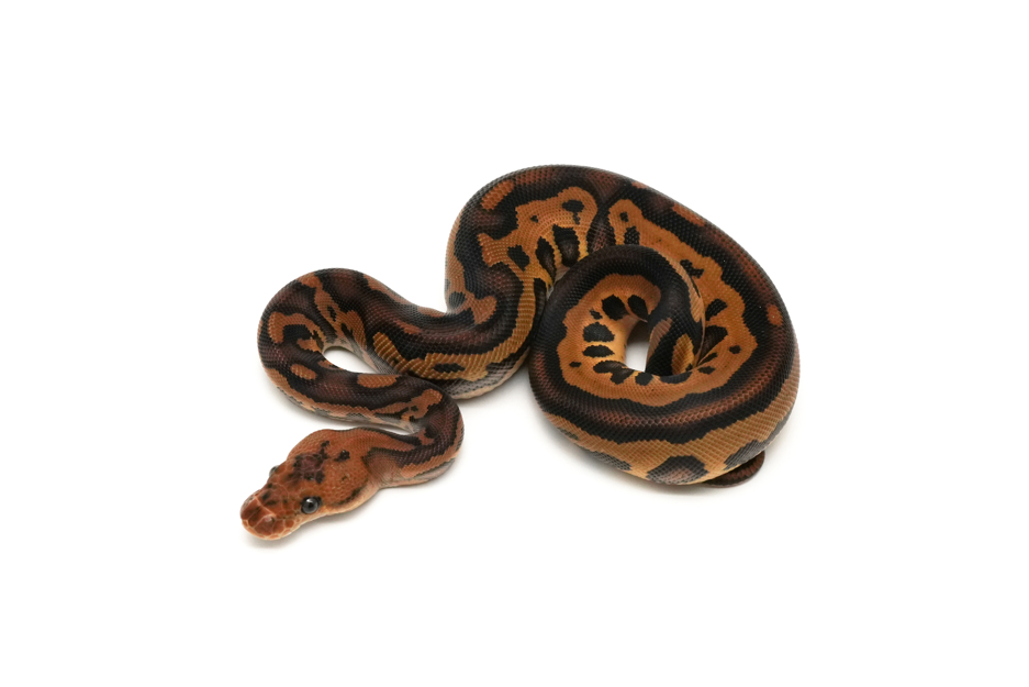 Leopard Copper Clown 66%DG 50%Hypo VPI Axanthic Pos YB
