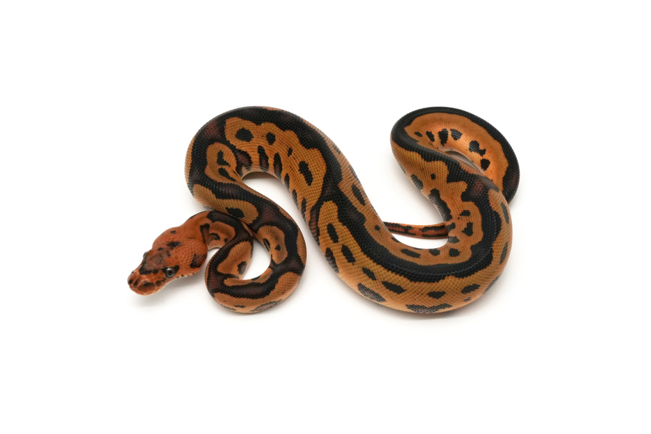Leopard YB Clown Het Hypo 66%DG