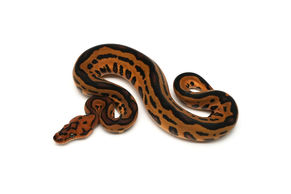 Leopard YB Clown 66%DG 50%Hypo VPI Axanthic