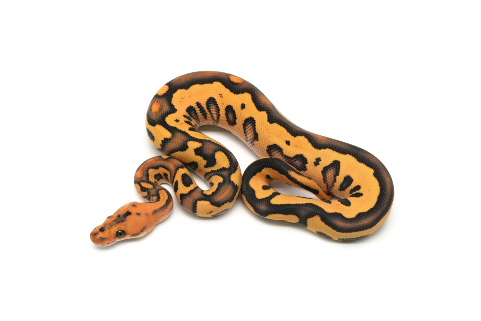 Leopard Copper DG Clown Het Hypo