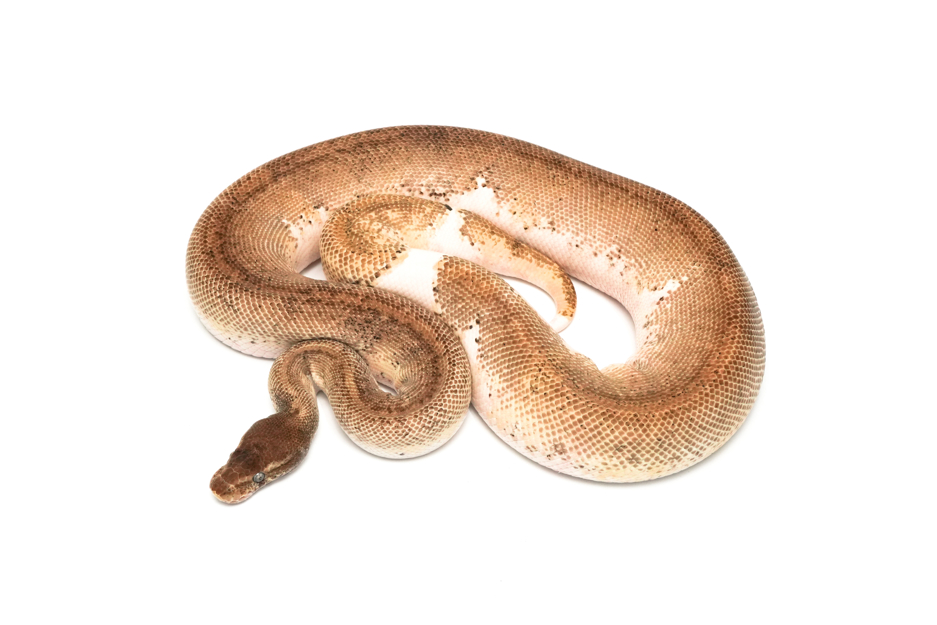 Blackhead Mojave Enchi Pastel Pied (PB)