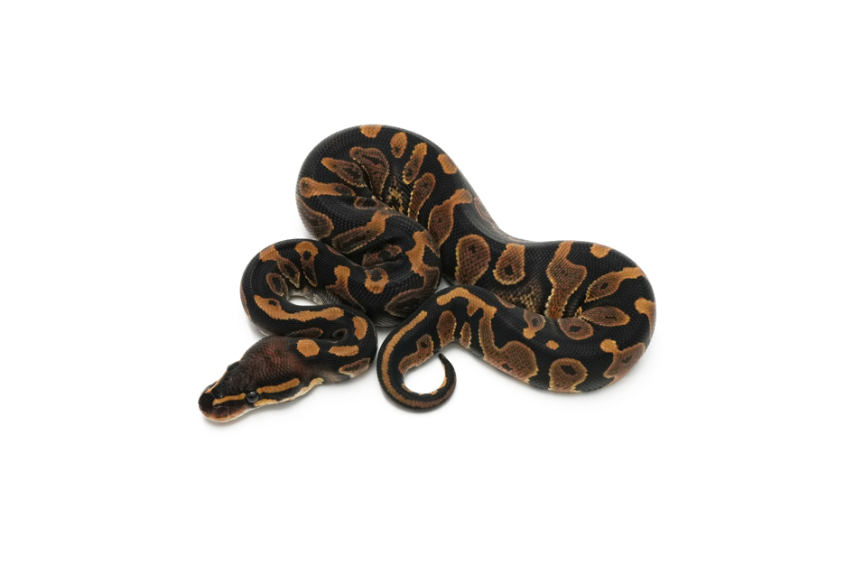 Chocolate DH Hypo Monsoon 50%DG