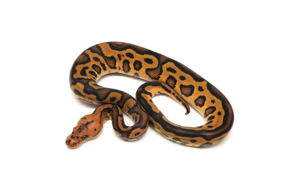 Leopard Copper YB Clown TH Hypo DG VPI Axanthic