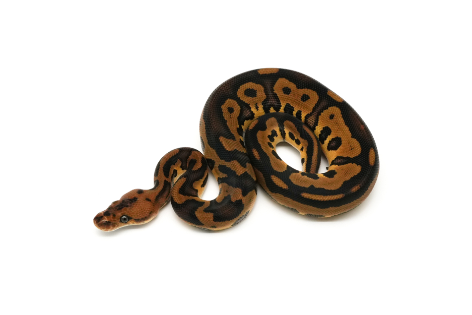 Leopard Copper Clown Het VPI Axanthic 66% Het DG