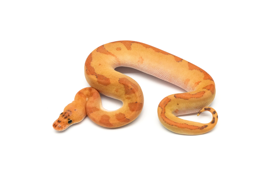 Cypress Redstripe Enchi Redhead YB Clown