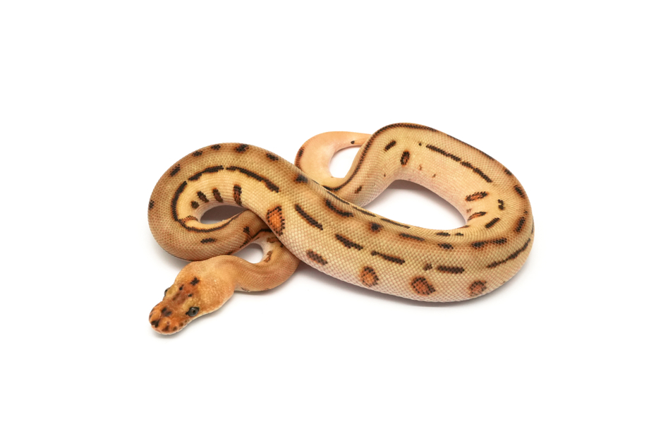Cypress Redhead Batman Het DG
