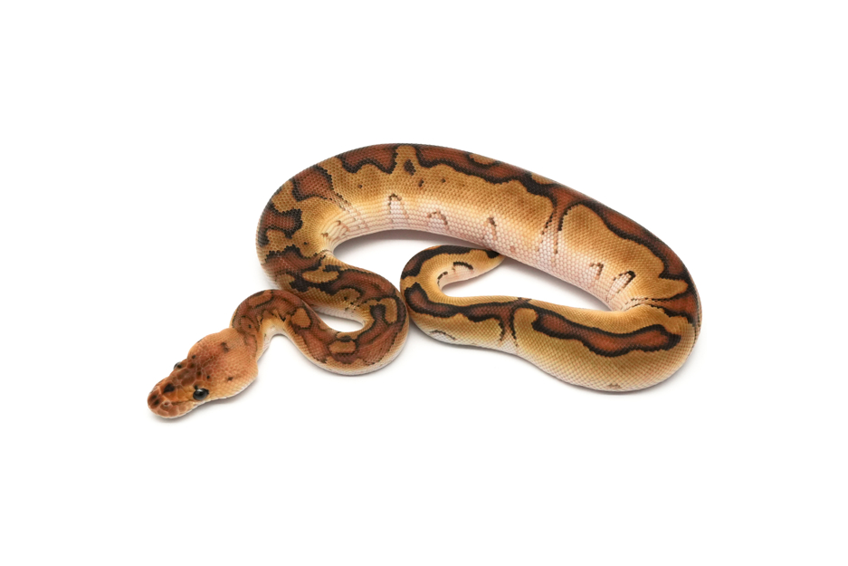 Cypress Redhead Enchi Clown Het DG