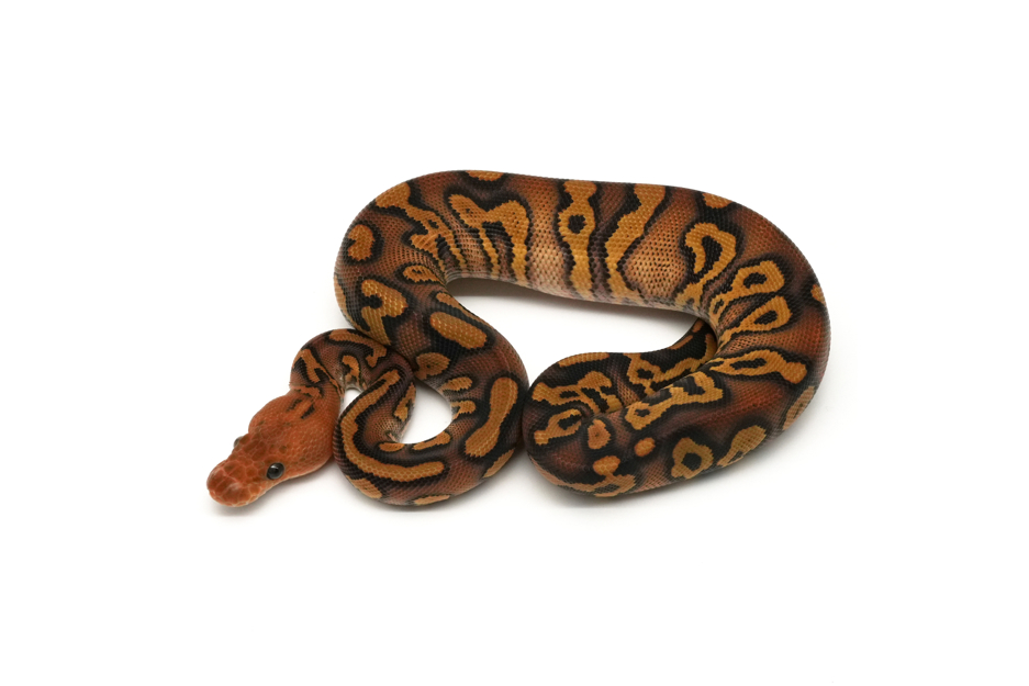 Copper YB Clown 66%DG 50%Hypo VPI Axanthic