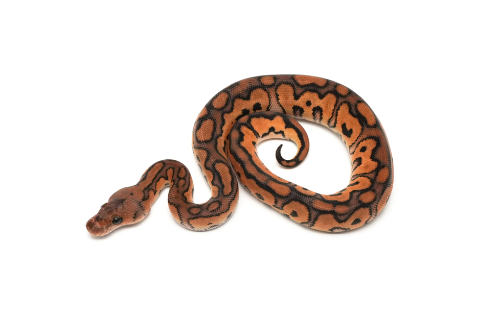 OD Redstripe Black Pastel Clown Het DG