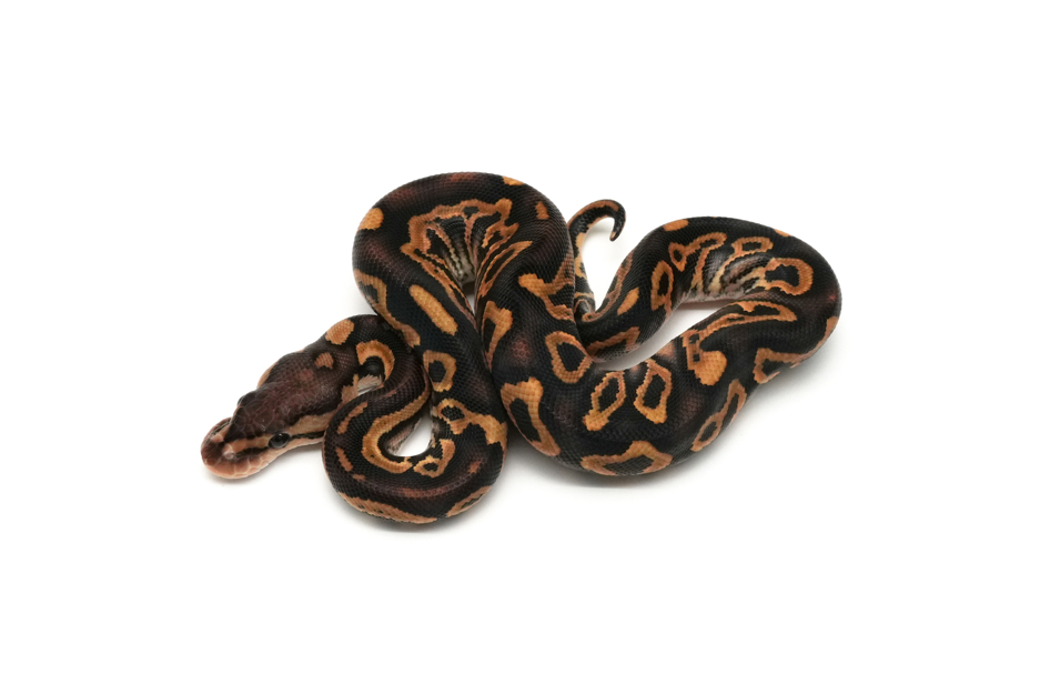 Leopard Cinnamon YB Crypton DH DG VPI Axanthic