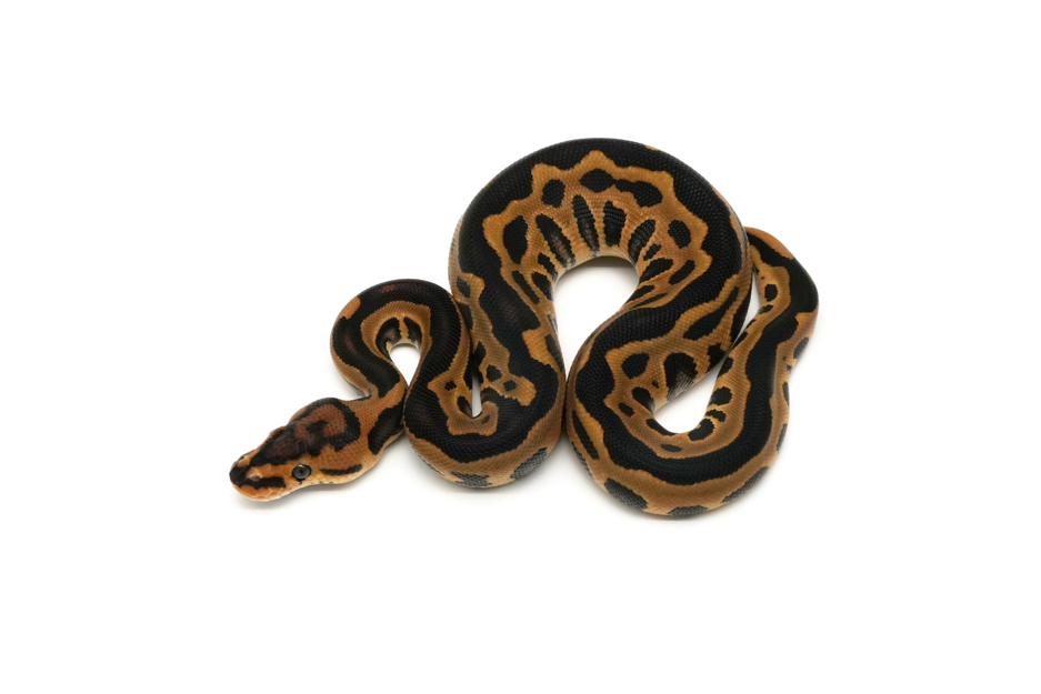 Leopard YB Crypton DH DG VPI Axanthic