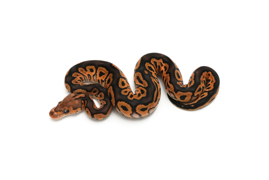 Blackpastel Special Clown Het DG