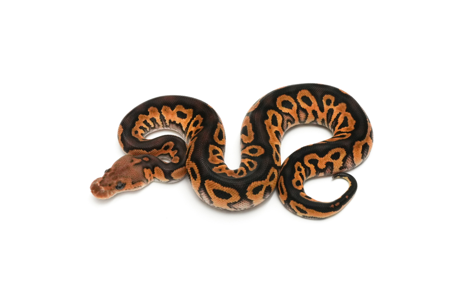 Blackpastel Special Clown Het DG