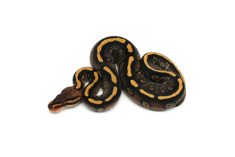 Stranger Redstripe YB Het Clown 50%DH Hypo DG