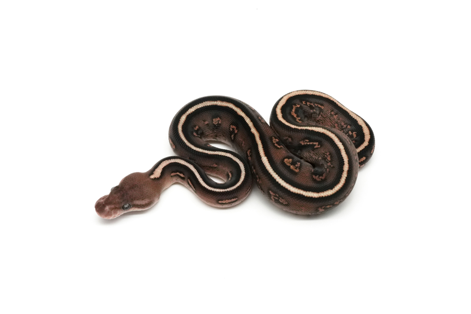 Stranger Mojave Cinnamon Spotnose YB Het Clown