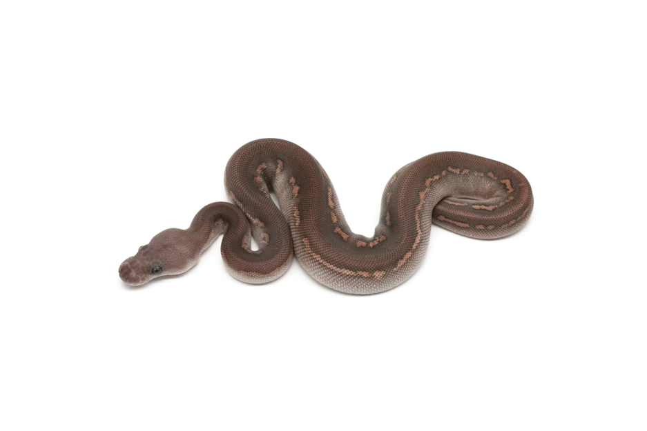 GHI Mojave Cinnamon Clown 50%DH Hypo DG