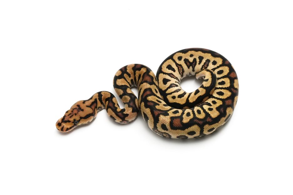Redstripe Spotnose Clown DH Hypo DG