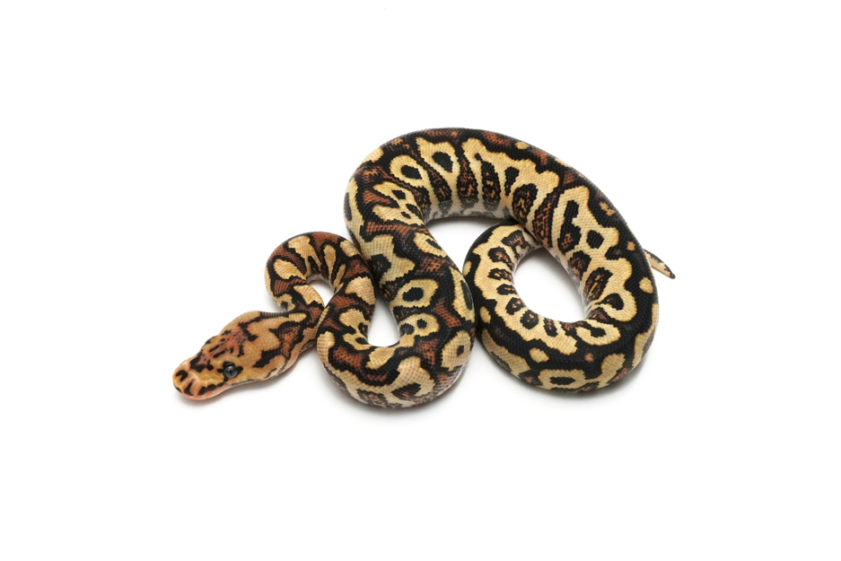 Redstripe YB Spotnose Clown Het DG