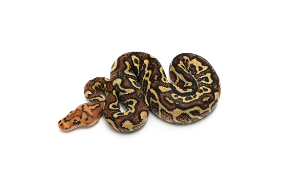 Wookie Spotnose Redstripe YB Clown Het DG