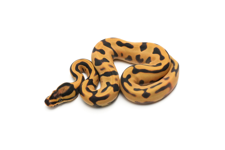 Super OD Leopard Enchi DG Het Pied