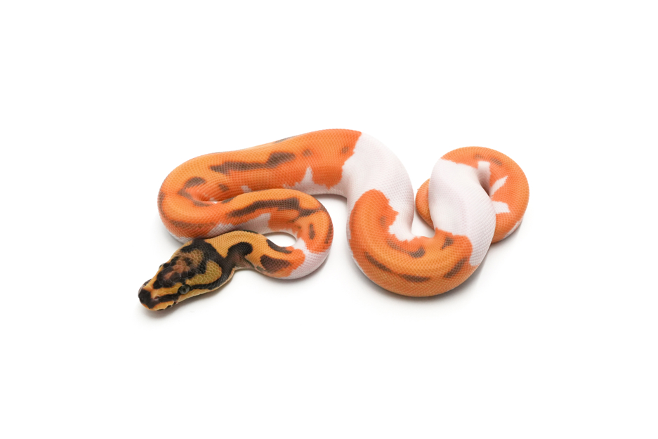 OD Enchi YB Leopard Pied Het DG