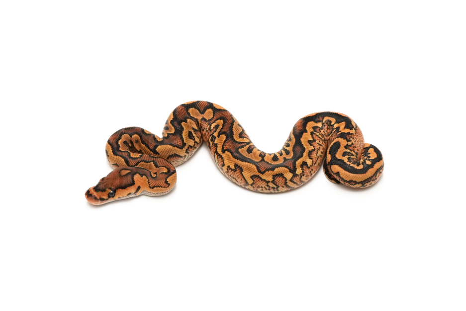 Calico YB or Gravel Clown