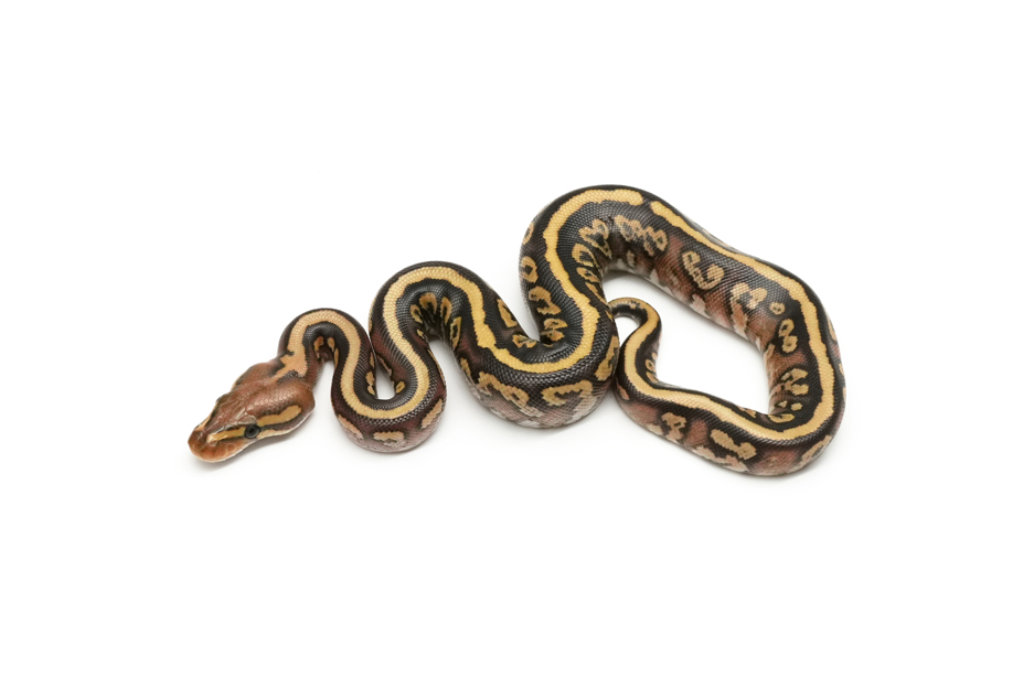 Mojave Marvel Spotnose Het Clown