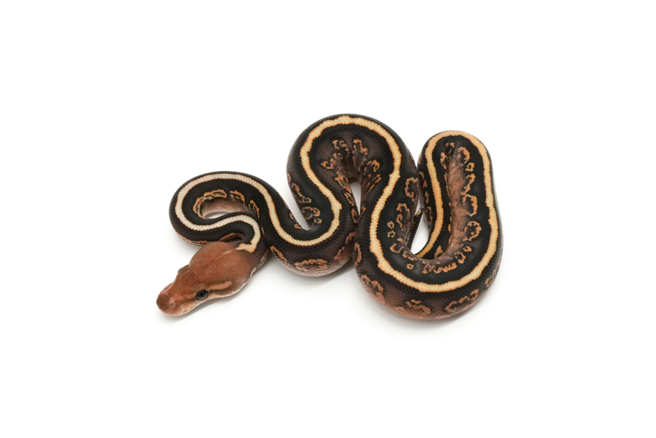 Marvel Mojave Cinnamon YB Spotnose Het Clown