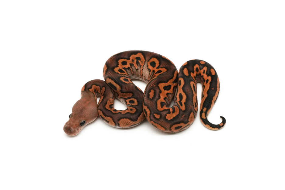 Blackpastel Calico Gravel Clown