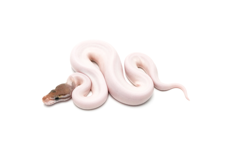 Pastel Mojave Pied DH DG Clown 66%Hypo